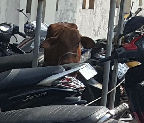 C&ocirc;ng an huyện Ph&uacute; Quốc tạm giam... 2 con b&ograve; - Ảnh 2.