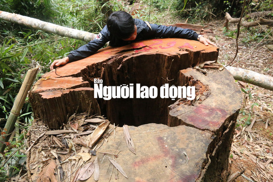 Kiểm l&acirc;m Quảng Nam phải k&yacute; cam kết... kh&ocirc;ng tiếp tay l&acirc;m tặc - Ảnh 2.