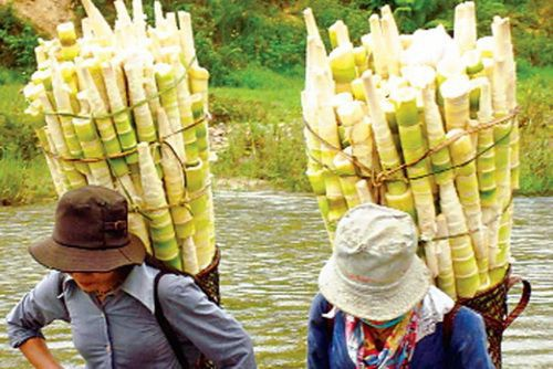 Những món rau rừng Tây Bắc “đỉnh nhất", ăn là nghiền