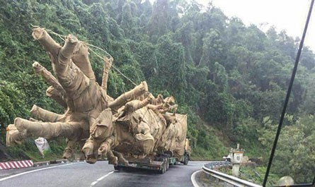 (eMagazine) - Hành trình di chuyển cây " quái thú" mang nhiều bí ẩn