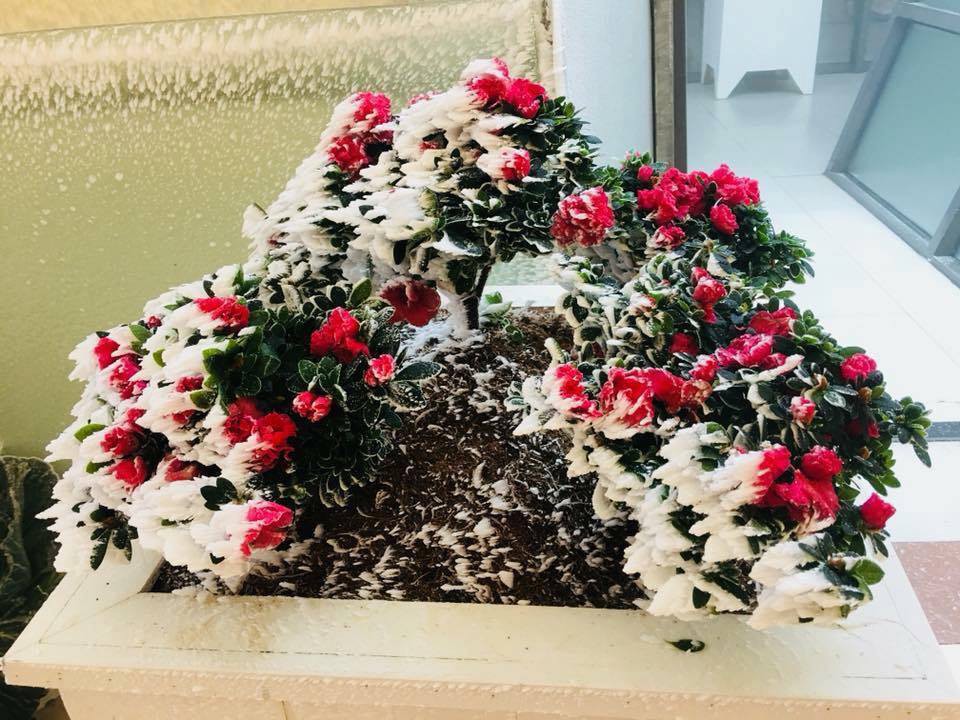 Hiếm hoi cảnh đỗ quyên "rực lửa" trong tuyết trên đỉnh Fansipan