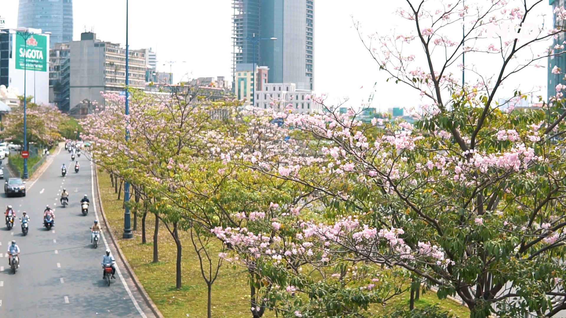 Ngẩn ngơ với mùa hoa kèn hồng giữa lòng thành phố