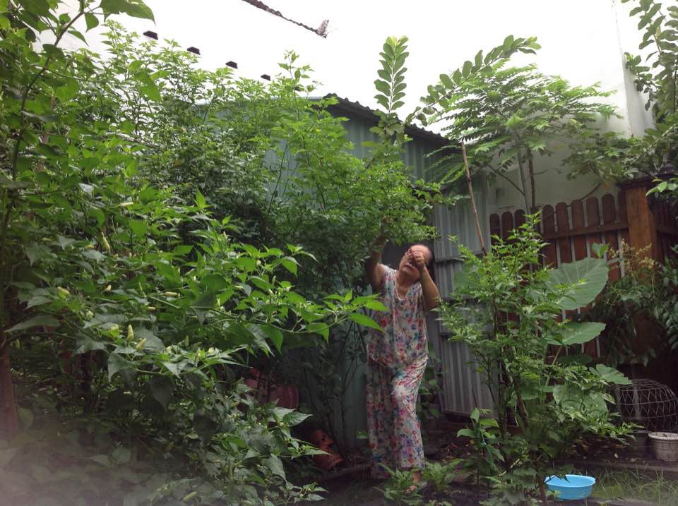 Tăng Thanh H&agrave; khoe khu vườn b&igrave;nh y&ecirc;n trĩu quả - Ảnh 4.