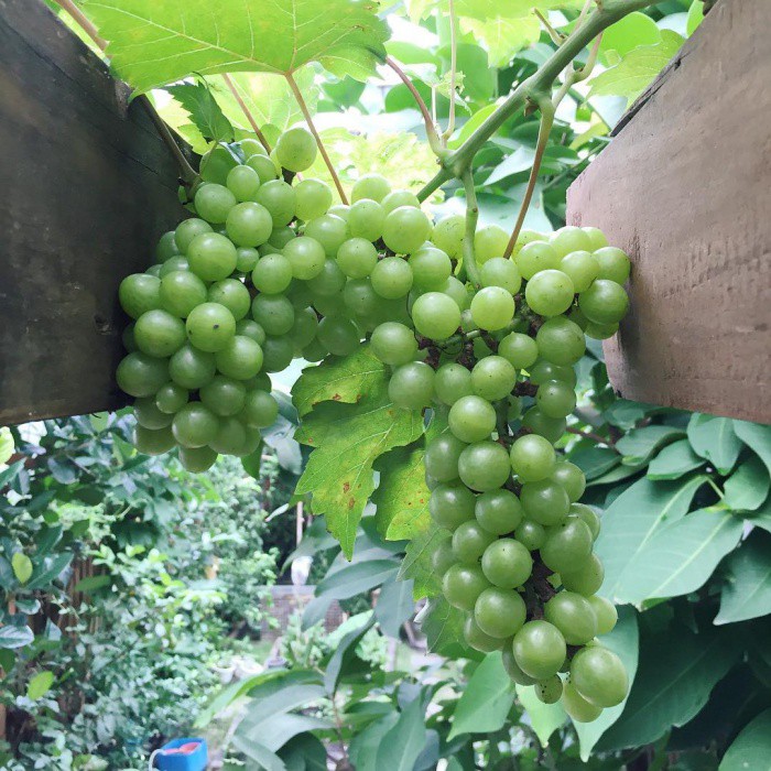 Tăng Thanh H&agrave; khoe khu vườn b&igrave;nh y&ecirc;n trĩu quả - Ảnh 7.