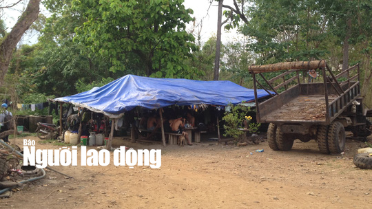 Vụ bắt trùm gỗ lậu Phượng râu: Đình chỉ 4 cán bộ biên phòng - Ảnh 3.
