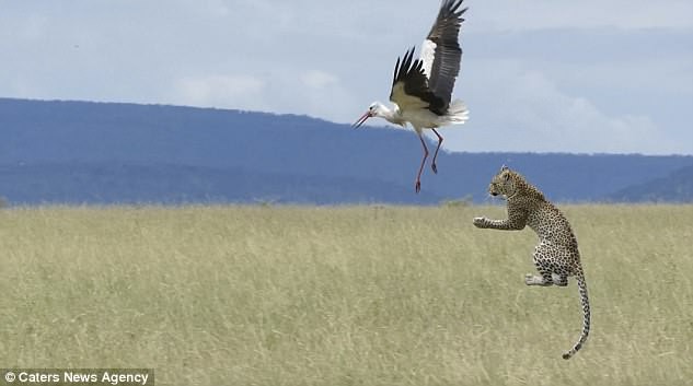 Cú thoát hiểm nghẹt thở của cò trước móng vuốt báo đốm - Ảnh 5.