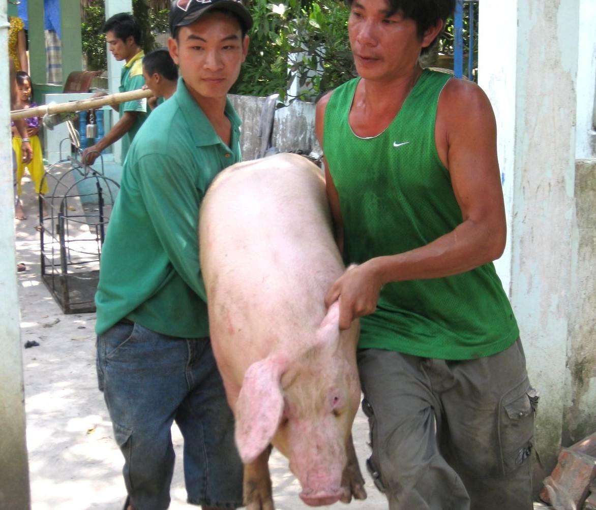 Giá heo hơi tại ĐBSCL tăng trở lại