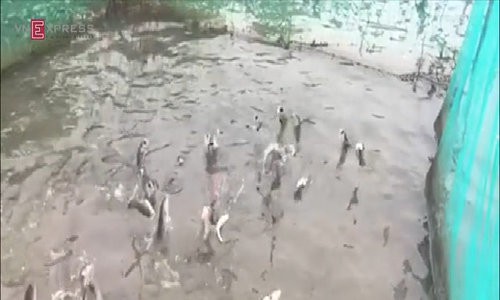 Du kh&aacute;ch k&eacute;o ra cồn giữa s&ocirc;ng Hậu xem c&aacute; l&oacute;c bay - Ảnh 2.