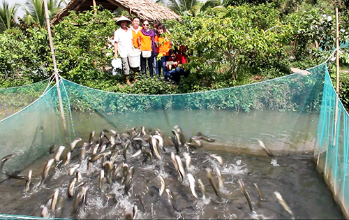 Du khách kéo ra cồn giữa sông Hậu xem cá lóc bay