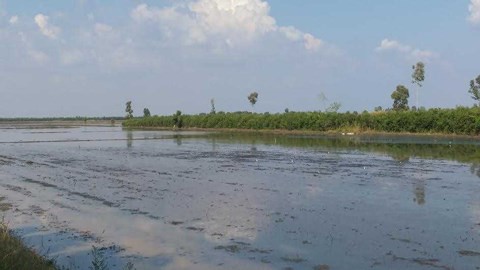 C&aacute;nh đồng kỳ b&iacute; đầy v&agrave;ng r&ograve;ng ở miền T&acirc;y - Ảnh 2.