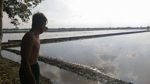 C&aacute;nh đồng kỳ b&iacute; đầy v&agrave;ng r&ograve;ng ở miền T&acirc;y - Ảnh 3.