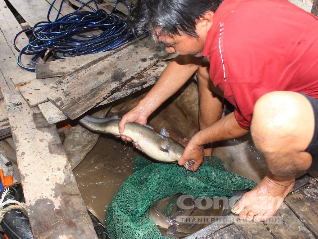 Quái kiệt săn cá ngát trên sông Hàm Luông