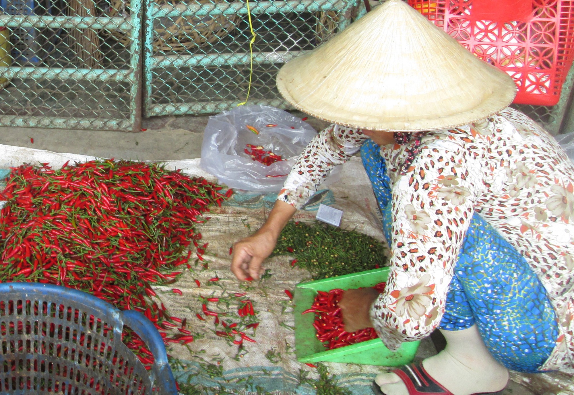 36,25% mẫu ớt bột, ớt khô nhiễm độc tố aflatoxin