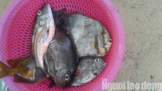 Ra Ph&uacute; Quốc, ngất ng&acirc;y lặn biển đ&acirc;m c&aacute;, ngắm san h&ocirc; ở H&ograve;n Gầm Gh&igrave; - Ảnh 24.