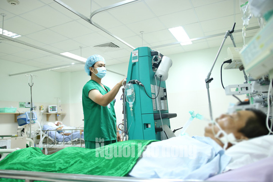 Định hốt mật, lão nông bị ong chích 250 mũi