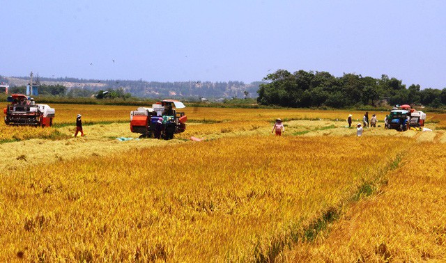 Rơm rạ khan hiếm, n&ocirc;ng d&acirc;n phụ thu th&ecirc;m bạc triệu - Ảnh 3.