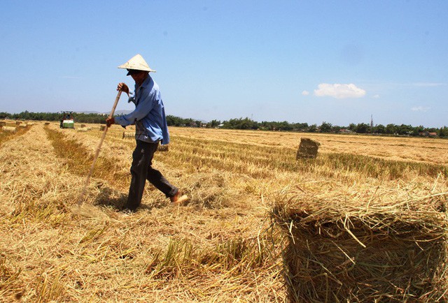 Rơm rạ khan hiếm, n&ocirc;ng d&acirc;n phụ thu th&ecirc;m bạc triệu - Ảnh 4.