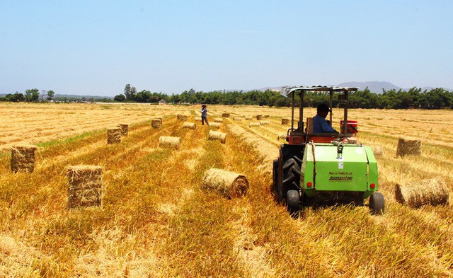 Rơm rạ khan hiếm, n&ocirc;ng d&acirc;n phụ thu th&ecirc;m bạc triệu - Ảnh 7.