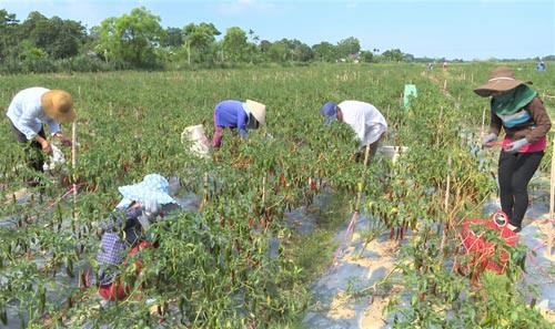 Thuê dân trồng ớt rồi bỏ chạy