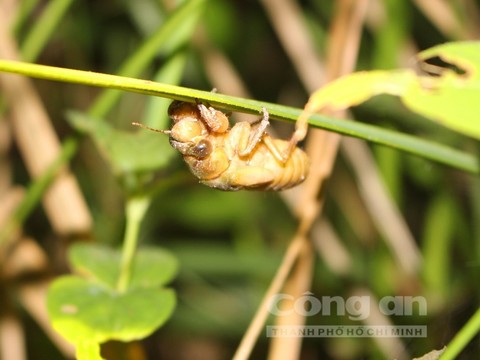 Sung dược vùng Bảy Núi - Ảnh 2.