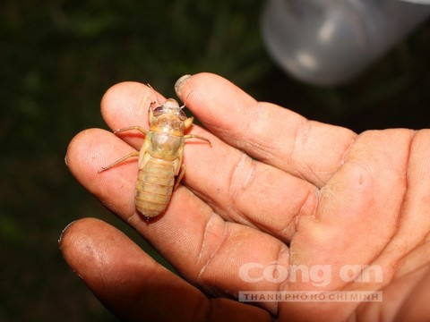 Sung dược vùng Bảy Núi - Ảnh 3.