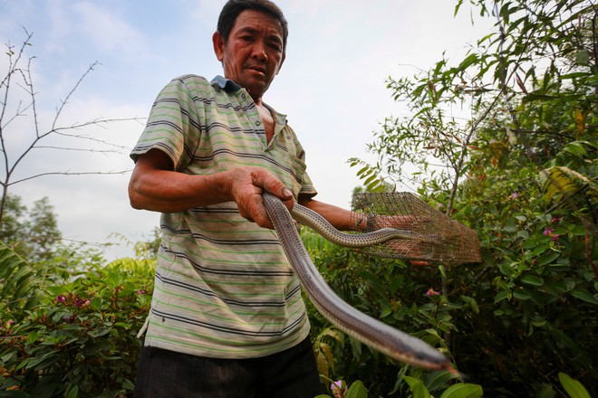 Cao thủ ngao du khắp Sài Gòn săn rắn, bắt chuột