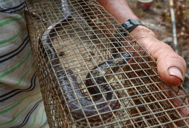 Cao thủ ngao du khắp Sài Gòn săn rắn, bắt chuột - Ảnh 11.