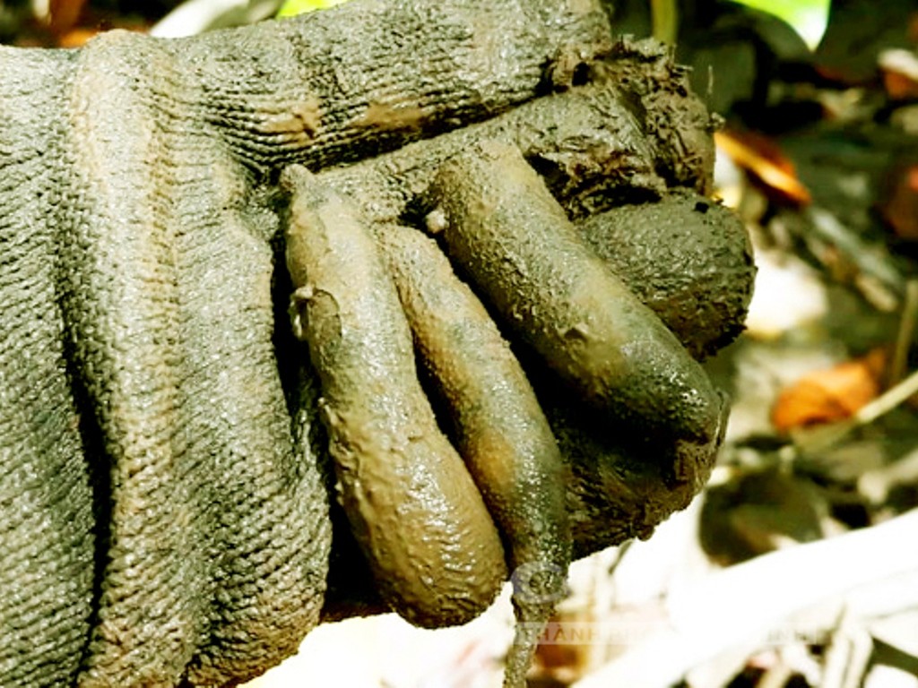 Sung dược vùng Bảy Núi - Ảnh 6.