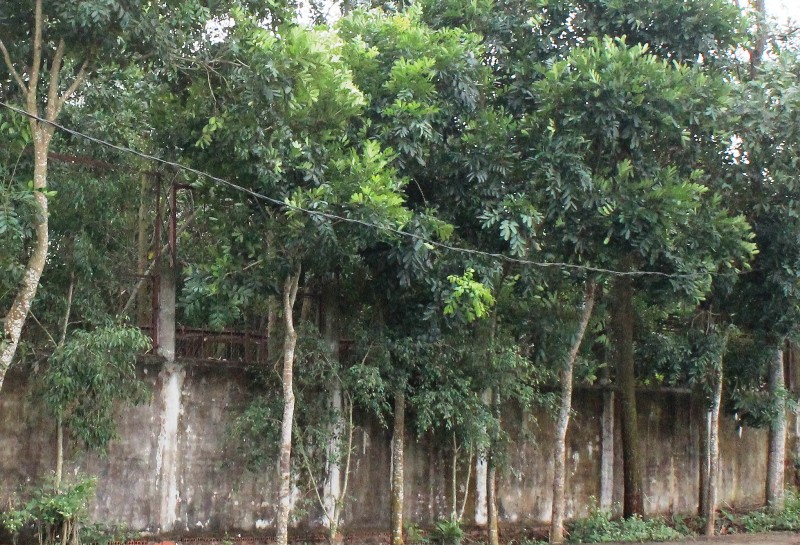 Cầu cứu 2 bộ xử lý 11 cá thể hổ nuôi nhốt trong khu dân cư - Ảnh 4.