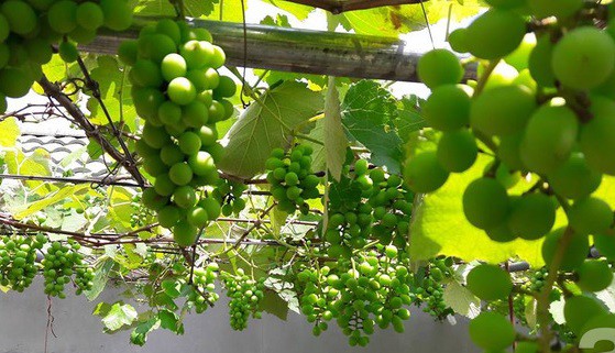 Giàn nho hàng trăm chùm của ông bố 8x ở Lai Châu