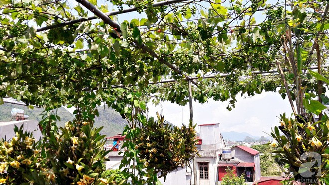 Giàn nho hàng trăm chùm của ông bố 8x ở Lai Châu - Ảnh 12.