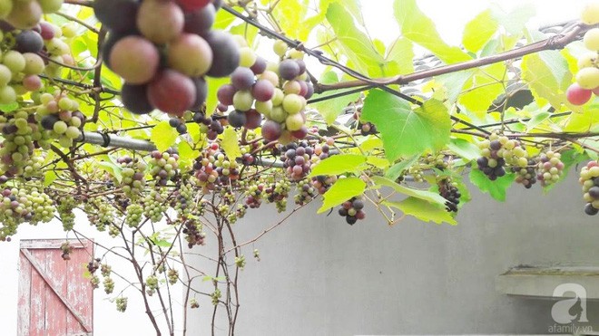 Giàn nho hàng trăm chùm của ông bố 8x ở Lai Châu - Ảnh 13.