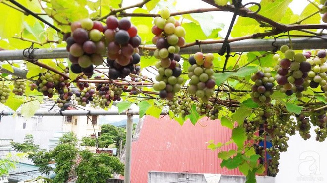 Giàn nho hàng trăm chùm của ông bố 8x ở Lai Châu - Ảnh 14.
