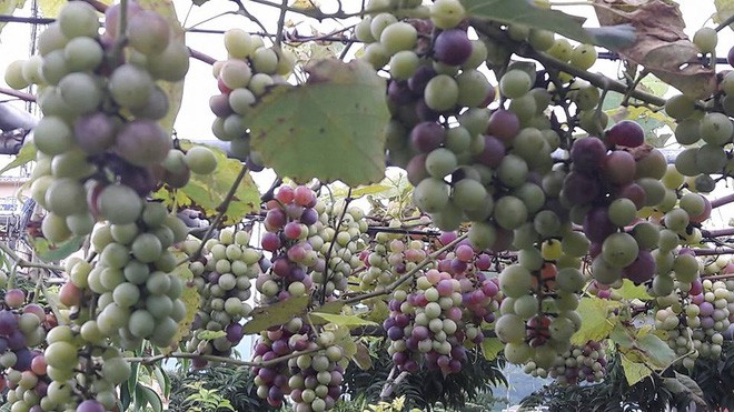 Giàn nho hàng trăm chùm của ông bố 8x ở Lai Châu - Ảnh 15.