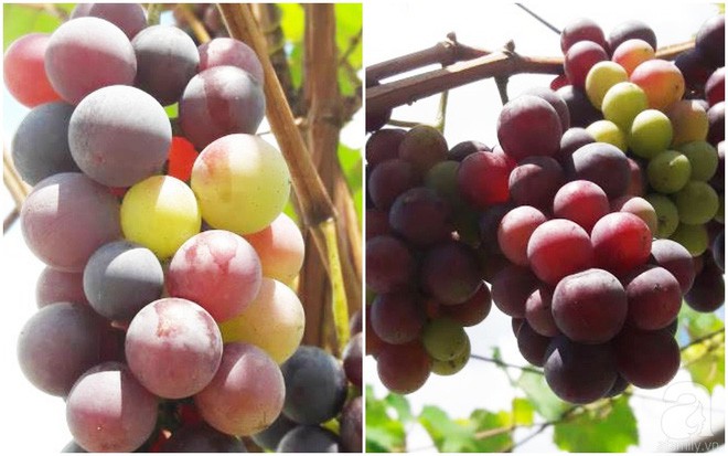 Giàn nho hàng trăm chùm của ông bố 8x ở Lai Châu - Ảnh 16.