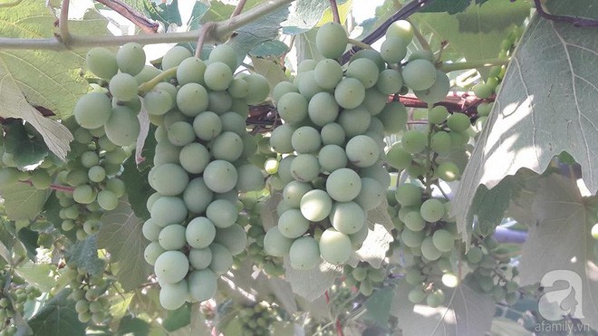 Giàn nho hàng trăm chùm của ông bố 8x ở Lai Châu - Ảnh 3.