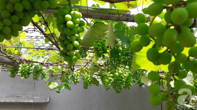 Giàn nho hàng trăm chùm của ông bố 8x ở Lai Châu - Ảnh 4.