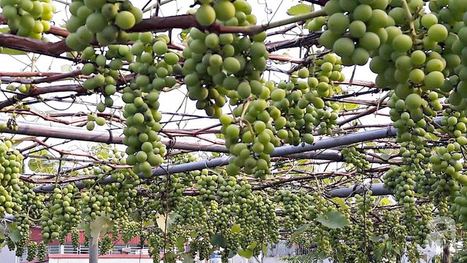 Giàn nho hàng trăm chùm của ông bố 8x ở Lai Châu - Ảnh 6.