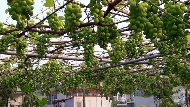 Giàn nho hàng trăm chùm của ông bố 8x ở Lai Châu - Ảnh 7.
