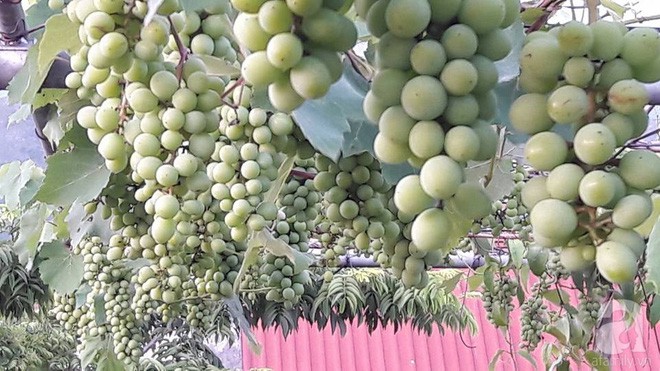 Giàn nho hàng trăm chùm của ông bố 8x ở Lai Châu - Ảnh 8.