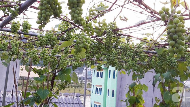 Giàn nho hàng trăm chùm của ông bố 8x ở Lai Châu - Ảnh 10.