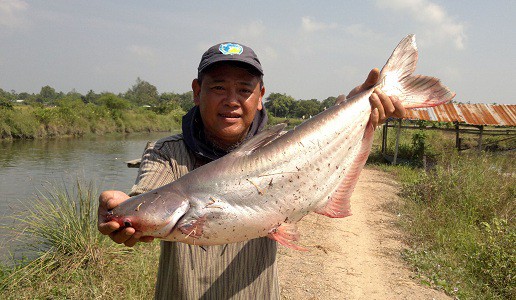 Sát thủ cá ngạnh - Ảnh 5.
