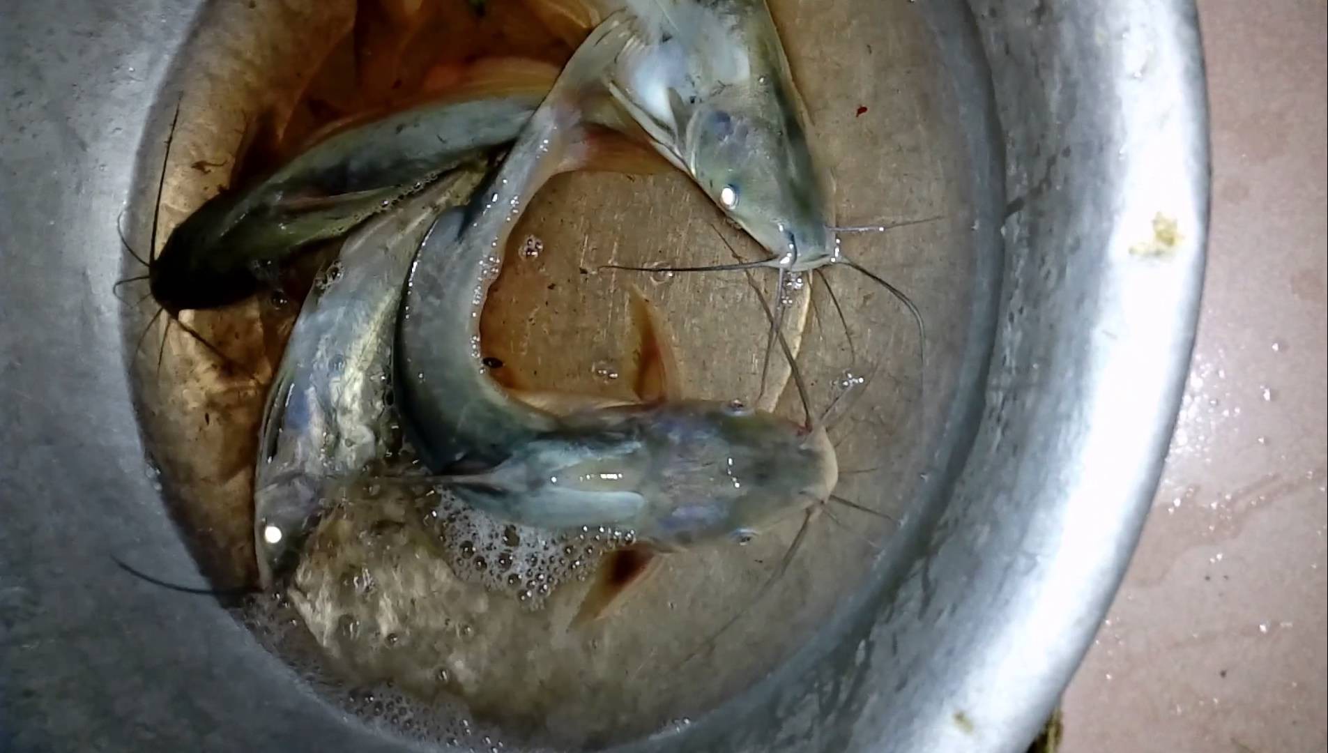 Sát thủ cá ngạnh - Ảnh 2.