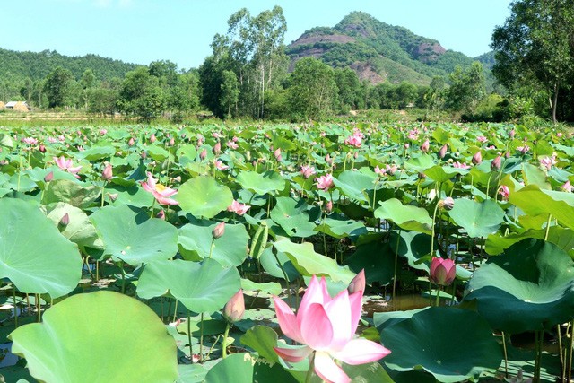 Ngắm cánh đồng sen tuyệt đẹp ở Quảng Nam