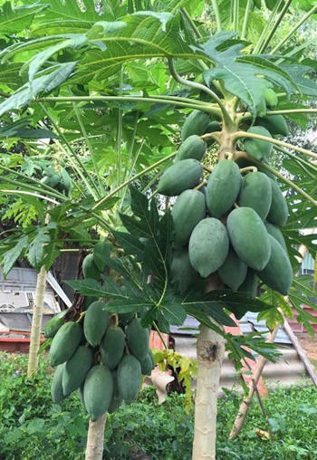 Phát thèm khu vườn sai trĩu quả của diễn viên Lê Phương - Ảnh 9.