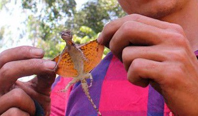 Đại gia săn lùng tắc kè bay ở miền Tây về làm “vũ khí phòng the”