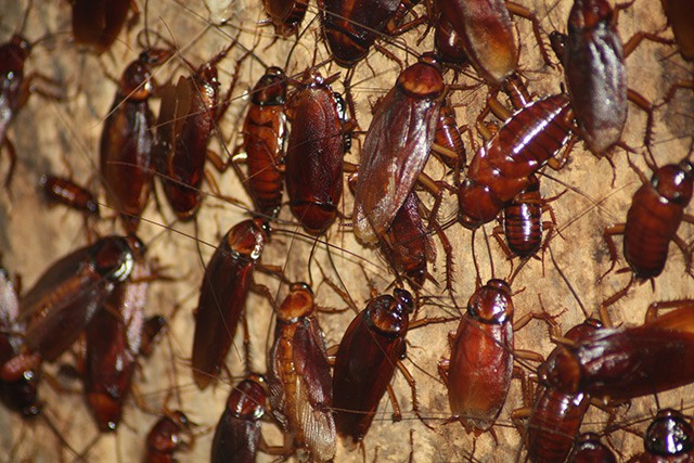 Kế hoạch của người nuôi đội quân gián 300 triệu con