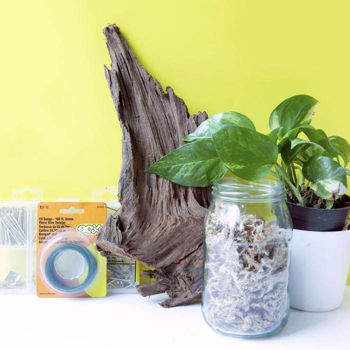 Decor nh&agrave; sang xịn nhờ chậu c&acirc;y được l&agrave;m từ... gốc c&acirc;y kh&ocirc; - Ảnh 1.