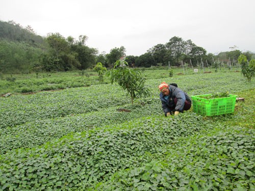 Nông nghiệp hữu cơ không chỉ có "sạch"