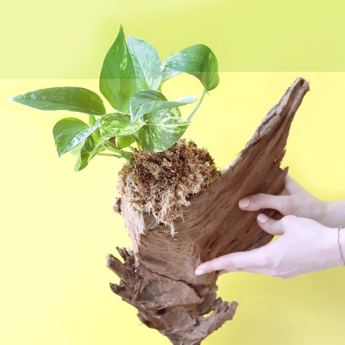 Decor nh&agrave; sang xịn nhờ chậu c&acirc;y được l&agrave;m từ... gốc c&acirc;y kh&ocirc; - Ảnh 4.
